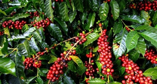 Dự báo giá cà phê tuần tới (13 - 18/7): Tăng nhẹ cả trong nước và thế giới