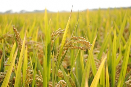 Cập nhật giá gạo chiều ngày 30/7: Gạo trong nước tiếp tục tăng
