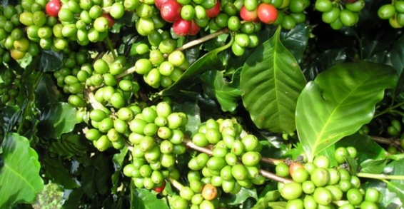 Tiêu thụ cà phê thế giới sẽ vượt nguồn cung trong niên vụ 2021-2022