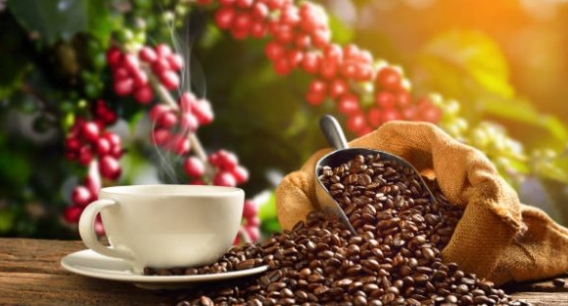 Giá cà phê hôm nay 22/7/2021: Cà phê Robusta hướng tới mốc 1.800 USD/tấn