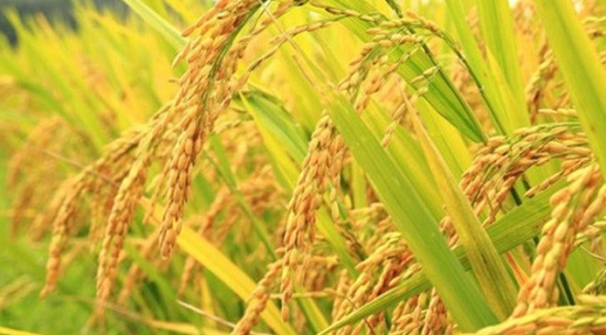 Giá gạo xuất khẩu Việt Nam chạm đáy hơn một năm qua