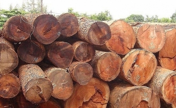 Đấu giá 114,151 m3 gỗ tròn, xẻ các loại tại tỉnh Gia Lai