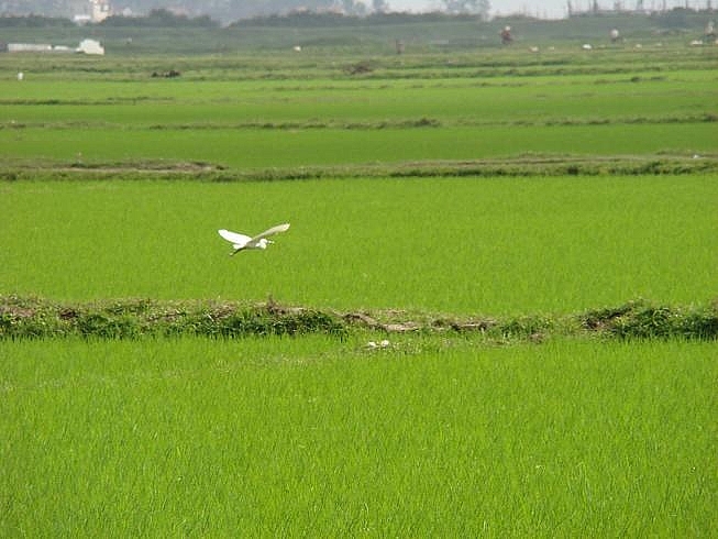 dau gia quyen su dung 3043m2 dat tai thi xa long my tinh hau giang