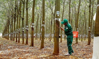 Đấu giá bán quyền khai thác mủ trên vườn cây thanh lý tái canh năm 2020 tại tỉnh Bình Dương