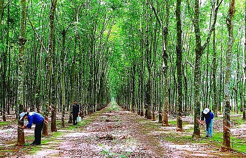 binh phuoc dau gia quyen quan ly cham soc va khai thac mu cao su