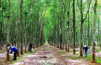 Bình Phước: Đấu giá quyền quản lý, chăm sóc và khai thác mủ cao su