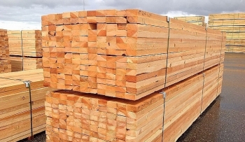 Đấu giá 14,222 m3 các loại gỗ tại tỉnh Khánh Hòa