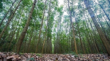 Đấu giá khai thác 14,56ha gỗ rừng trồng sản xuất tại tỉnh Thừa Thiên Huế