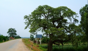 Đấu giá quyền sử dụng đất tại huyện Thanh Ba, tỉnh Phú Thọ