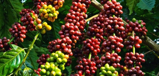 Dự báo giá cà phê tuần tới (3-8/8): Leo cao do nhu cầu cà phê hòa tan tăng mạnh