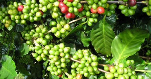 Giá cà phê hôm nay 5/8/2021: Thị trường trong nước cán mốc 37.000 đồng/kg