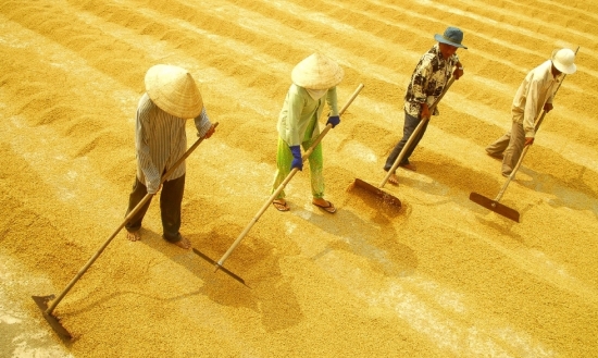 Thị trường gạo châu Á xuống thấp nhất trong nhiều năm