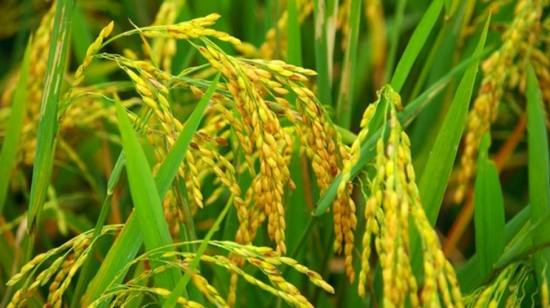 Nguyên nhân nào khiến giá gạo giảm xuống mức thấp nhất?
