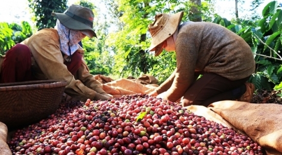 Giá cà phê trong nước có thể chạm mức 47.000 đồng/kg vào cuối năm?