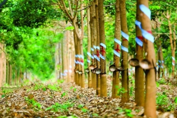 Đấu giá 46,85 ha cây cao su thanh lý tại tỉnh Bình Phước