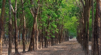 Đấu giá lô cây cao su tại tỉnh Đắk Lắk