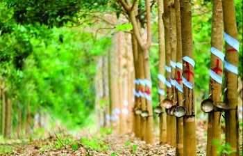 Đấu giá 27.686 cây cao su thanh lý tại tỉnh Bình Phước