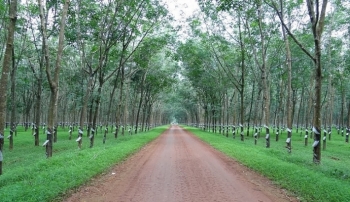 Đấu giá 259,13 ha cây cao su thanh lý tại tỉnh Bình Phước