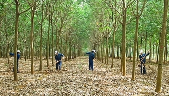 Đấu giá tài sản đã đầu tư trên đất dự án trồng cao su tại tỉnh Gia Lai