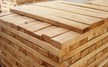 Đấu giá sản phẩm gỗ keo sau khai thác tại tỉnh Thừa Thiên Huế