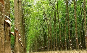 Đấu giá 294,83 ha cây cao su thanh lý tại tỉnh Bình Dương