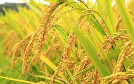 Cập nhật giá gạo chiều ngày 17/9: Gạo trong nước xuống thấp
