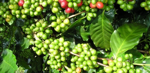 Giá cà phê hôm nay 2/9/2021: Cà phê Việt Nam chịu áp lực từ dịch Covid-19