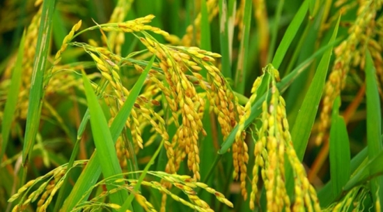 Gạo xuất khẩu Việt tăng trở lại nhờ nhu cầu phục hồi