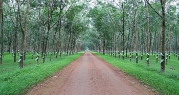 Đấu giá 87.709 cây cao su thanh lý tại tỉnh Bình Phước