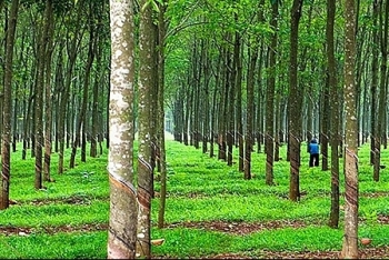 Đấu giá cây cao su thanh lý tại tỉnh Bình Phước