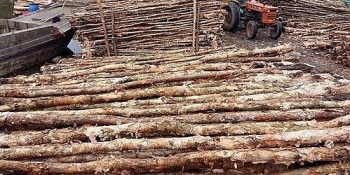 Đấu giá các cây cừ tràm tại tỉnh Long An