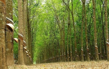 Đấu giá 140,7 ha cây cao su thanh lý và quyền sử dụng đất tại tỉnh Bình Phước