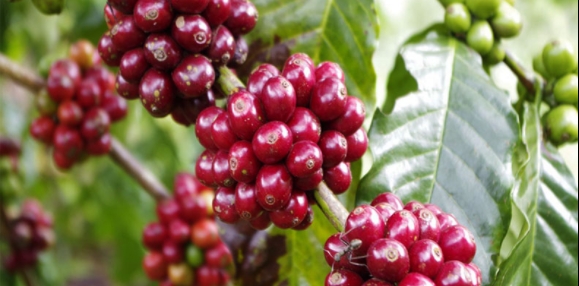 Giá cà phê hôm nay 14/10: Cà phê Việt xuất khẩu sang EU tăng mạnh
