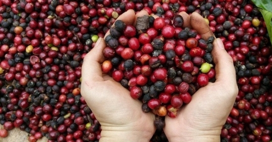 Giá cà phê hôm nay 8/10/2021: Cà phê Arabica tăng vọt