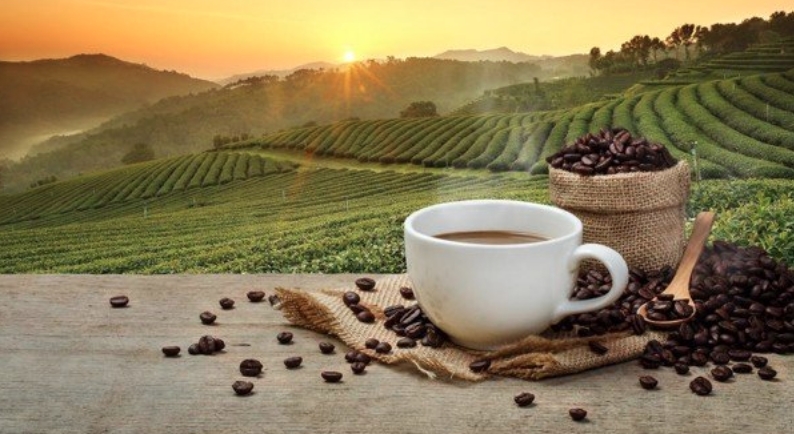 Giá cà phê hôm nay 12/10/2021: Cà phê robusta sẽ phục hồi?