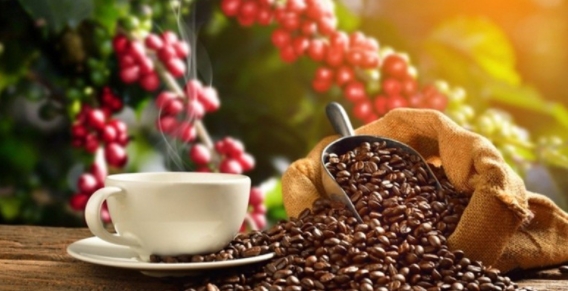 Giá cà phê hôm nay 21/10/2021: Hai sàn đồng loạt tăng
