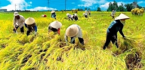 Thị trường gạo quý III/2021: Dự kiến xuất khẩu gạo tăng mạnh nhờ nhu cầu cuối năm tăng cao