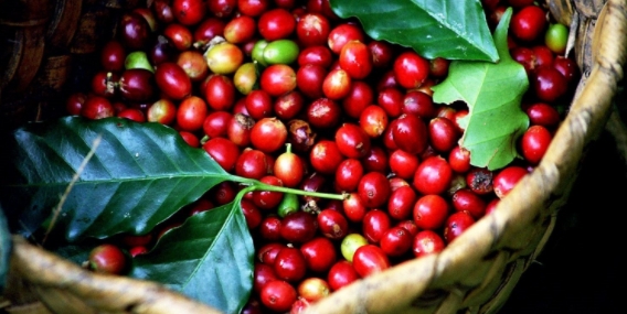 Giá cà phê hôm nay 26/10/2021: Cà phê Robusta bất ngờ vọt lên 2.220 USD