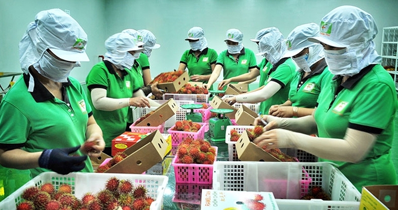 Giải pháp nào đưa trái cây Việt vươn xa ra thị trường quốc tế?
