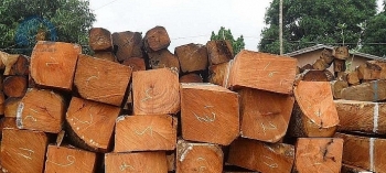 Đấu giá các loại gỗ từ nhóm III đến nhóm VII tại tỉnh Kon Tum, Gia Lai