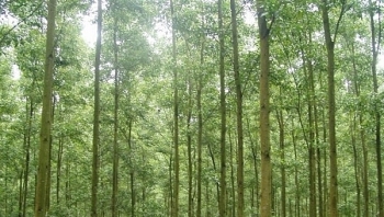 Đấu giá 27,16 ha cây Keo tai tượng thanh lý tại tỉnh Bình Dương
