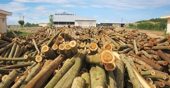 Đấu giá khai thác 14,7 ha gỗ rừng trồng tại tỉnh Thừa Thiên Huế