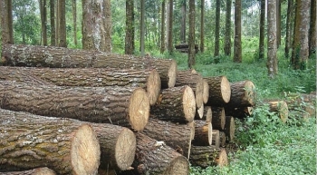 Đấu giá khai thác 40,08 ha gỗ rừng trồng tại tỉnh Thừa Thiên Huế