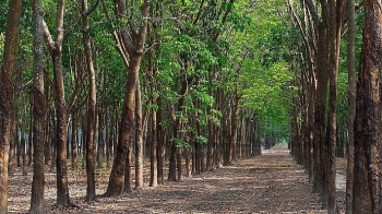 Đấu giá hơn 86.000m3 gỗ các loại cây tại tỉnh Bình Dương
