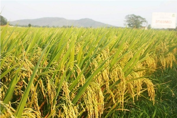 Top 10 thị trường thế giới nhập khẩu gạo Việt Nam nhiều nhất 9 tháng 2020