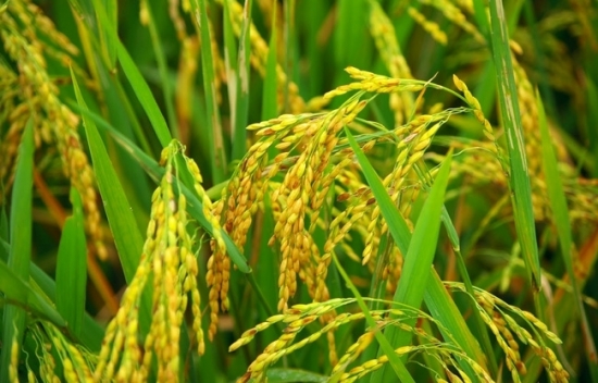 Cập nhật giá gạo chiều ngày 21/11: Giá gạo tiêu thụ nội địa giảm