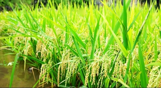 Giá gạo Việt Nam đi xuống trong tháng 10/2020