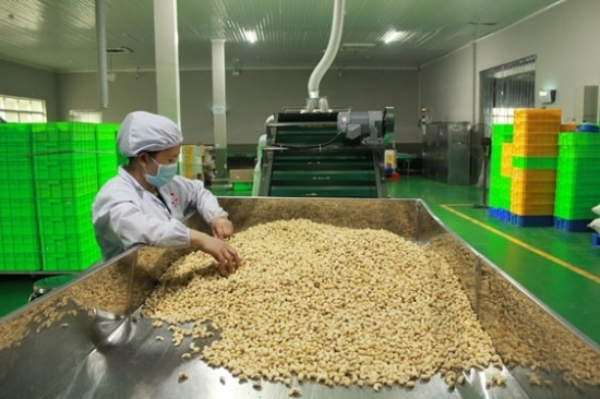 Việt Nam giữ vững ngôi đầu thế giới về chế biến và xuất khẩu điều nhân
