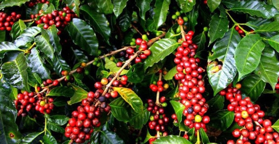 Giá cà phê hôm nay 27/11: Bật tăng tại thị trường trong nước