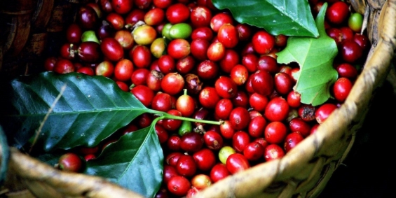 Giá cà phê hôm nay 11/11/2021: Cà phê Robusta đảo chiều tăng mạnh